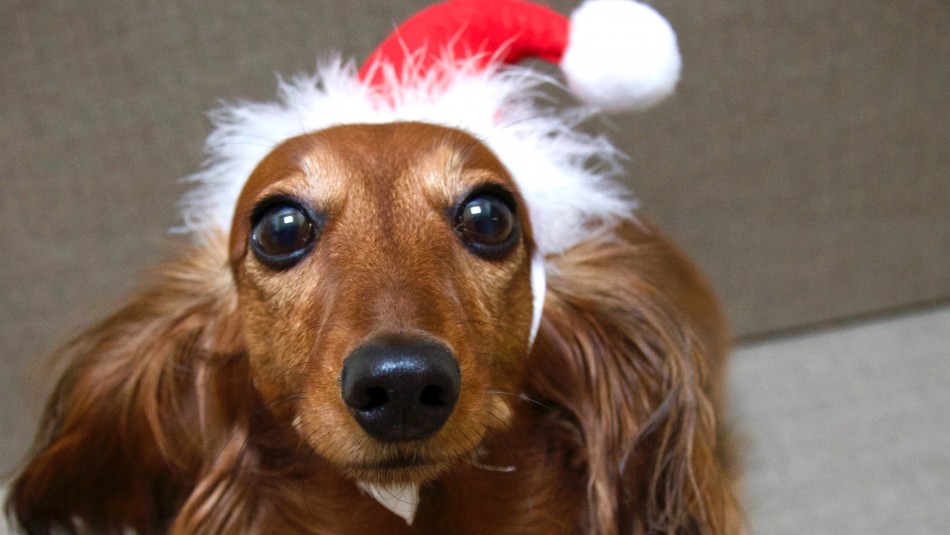 Receitas: Cuidado no Natal: os 4 alimentos da sua ceia que fazem mal ao seu cão 